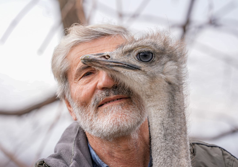 Hediye edildiği yerden kaçmıştı Deve kuşu 3 gün sonra büyüdüğü mahalleye döndü