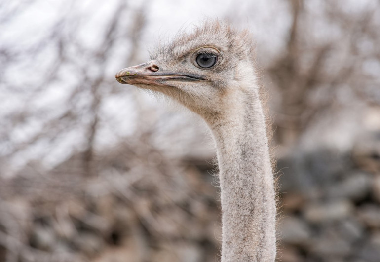 Hediye edildiği yerden kaçmıştı Deve kuşu 3 gün sonra büyüdüğü mahalleye döndü