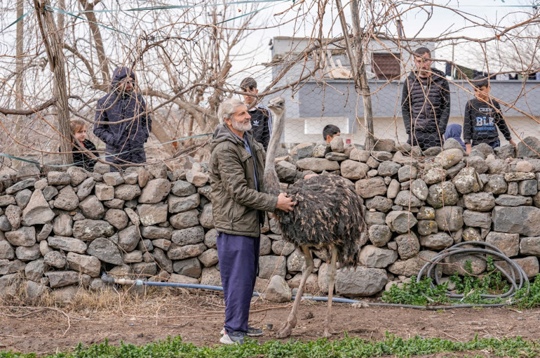 Hediye edildiği yerden kaçmıştı Deve kuşu 3 gün sonra büyüdüğü mahalleye döndü
