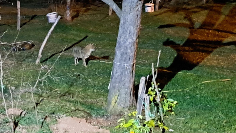 1 aydır evinin önüne gelen çakalları besliyor: İsim bile verdi