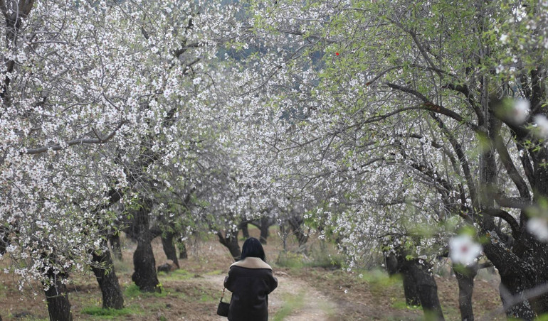 Badem çiçekleri açtı, Datça’da festival coşkusu yaşandı