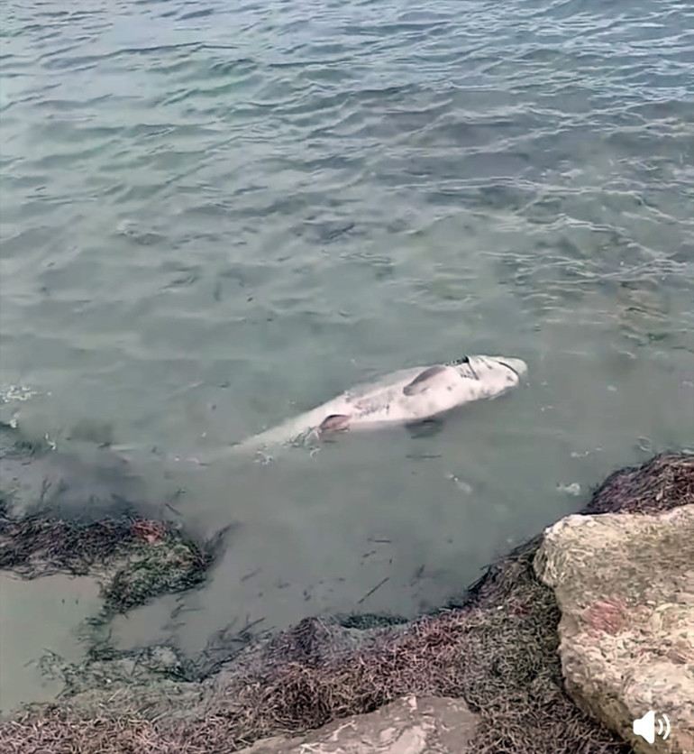 Görenler şaşkına döndü: Ölü köpek balığı Şarköyde kıyıya vurdu