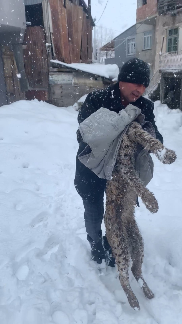 Yiyecek bulmak için köye indi, köpekler tarafından saldırıya uğradı
