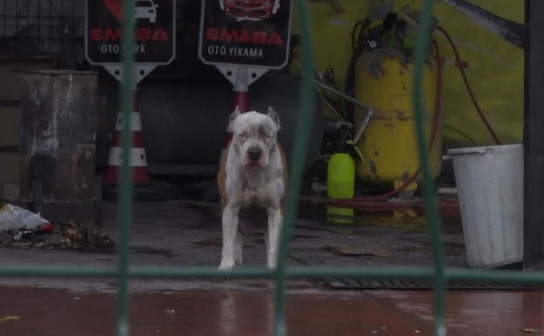 İstanbulda pitbull dehşeti: Sahibine ve onun arkadaşına saldırdılar... Et vererek ayırmaya çalıştılar