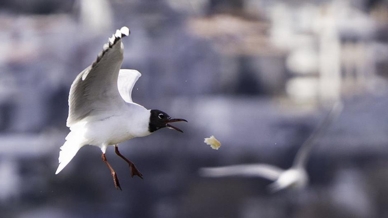 Bir gün yağar bir ay donarız