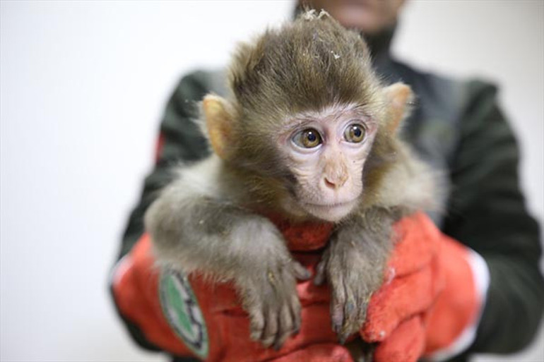 Habur Gümrük Kapısında ele geçirilen 2 maymun yavrusu korumaya alındı