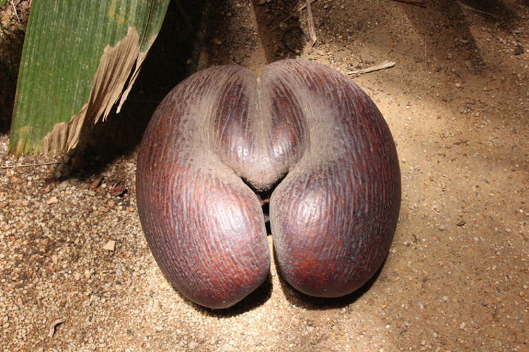 20 kg ağırlığında dünyanın en büyük ve ağır tohumu Coco de mer...200-400 yıl arası yaşıyorlar