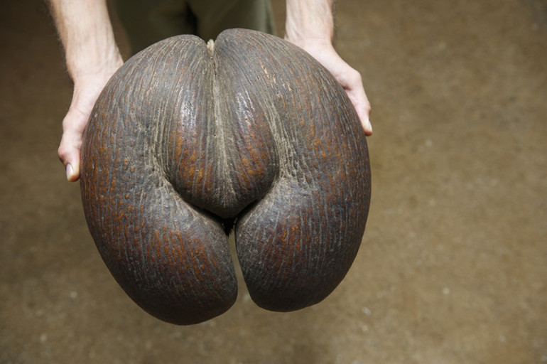 20 kg ağırlığında dünyanın en büyük ve ağır tohumu Coco de mer...200-400 yıl arası yaşıyorlar