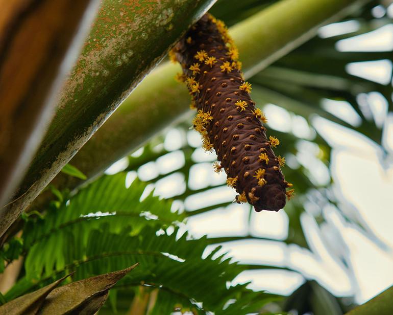 20 kg ağırlığında dünyanın en büyük ve ağır tohumu Coco de mer...200-400 yıl arası yaşıyorlar