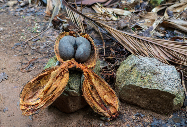 20 kg ağırlığında dünyanın en büyük ve ağır tohumu Coco de mer...200-400 yıl arası yaşıyorlar
