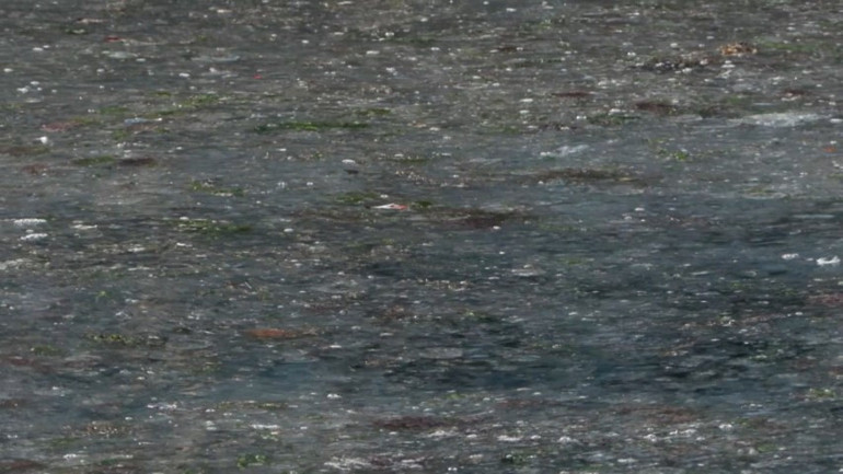 Kadıköyde endişelendiren görüntü Uzman isim uyardı: Manzara korkunç, bu mevsimde normal değil