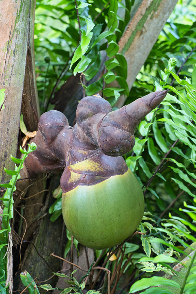 20 kg ağırlığında dünyanın en büyük ve ağır tohumu Coco de mer...200-400 yıl arası yaşıyorlar