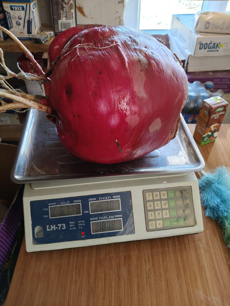 Hobi bahçesinde yetiştirdi... Dev turpu görenler şaşırıyor: Bu kadar büyük olacağını tahmin etmemiştim