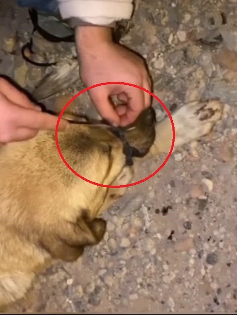 Diyarbakır’da büyük vicdansızlık Köpeğin ağzını iple bağladılar... Hayvanseverler kurtardı