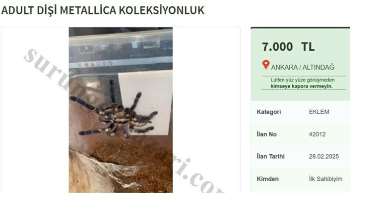 Dünyadaki en zehirli türlerden biri... Ankara içi elden teslim notuyla satıyorlardı