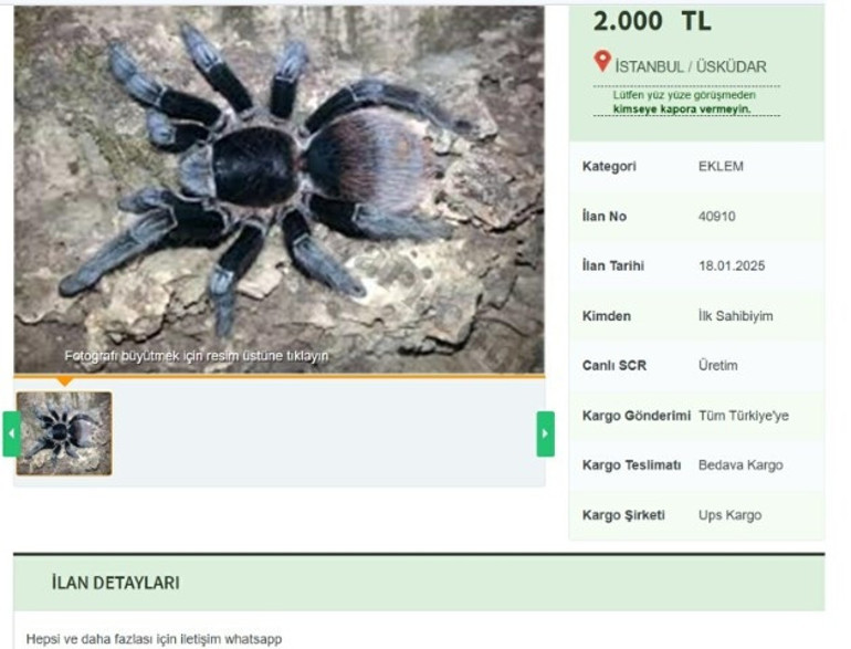 Dünyadaki en zehirli türlerden biri... Ankara içi elden teslim notuyla satıyorlardı