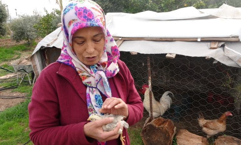 Civciv 15 günlük olunca sahibi gözlerine inanamadı: Yeğeni fark etti | Ünlü olunca ismini Ünlü koyduk