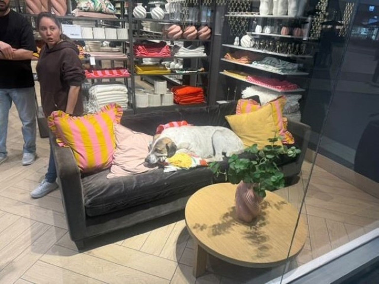 AVMde dehşet: Mağazada beslenen köpek 3 yaşındaki çocuğun dudağını ısırdı