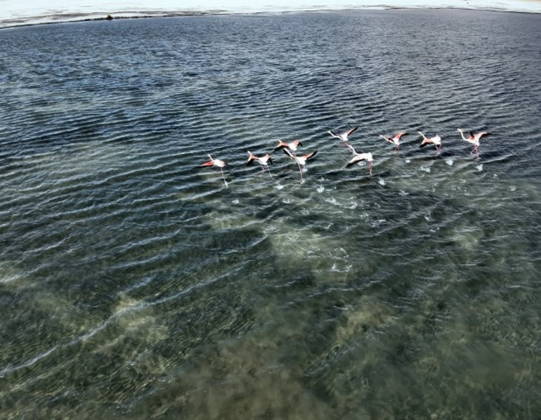 2.5 milyon lira cezası var Jandarma onları korumak için nöbette: Termal kameralar ve dronlarla takipteler
