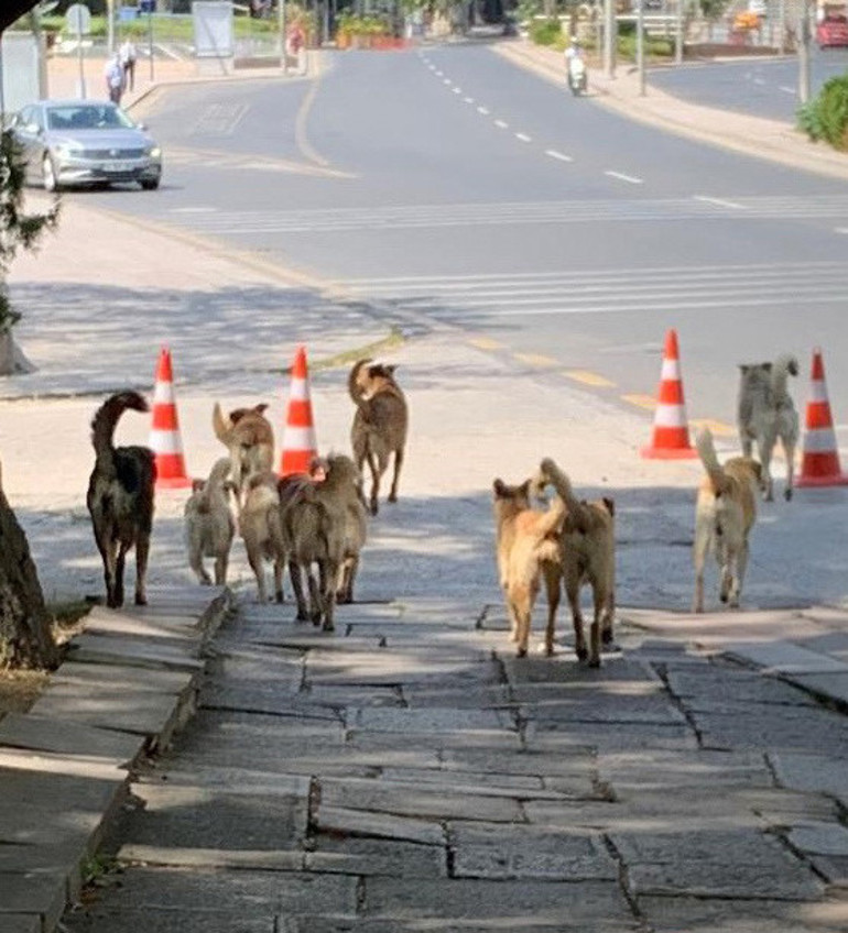 Kafayı kuma gömen belediyeler