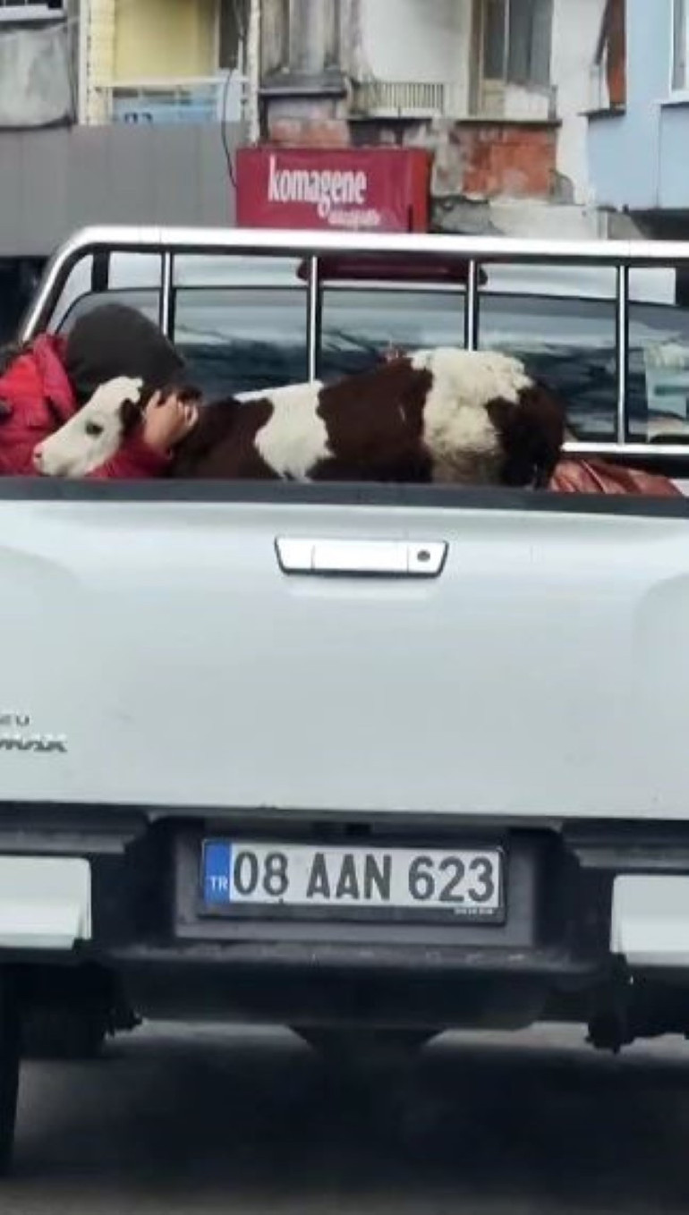 Buzağısı korkmasın diye kamyonette sarıldı