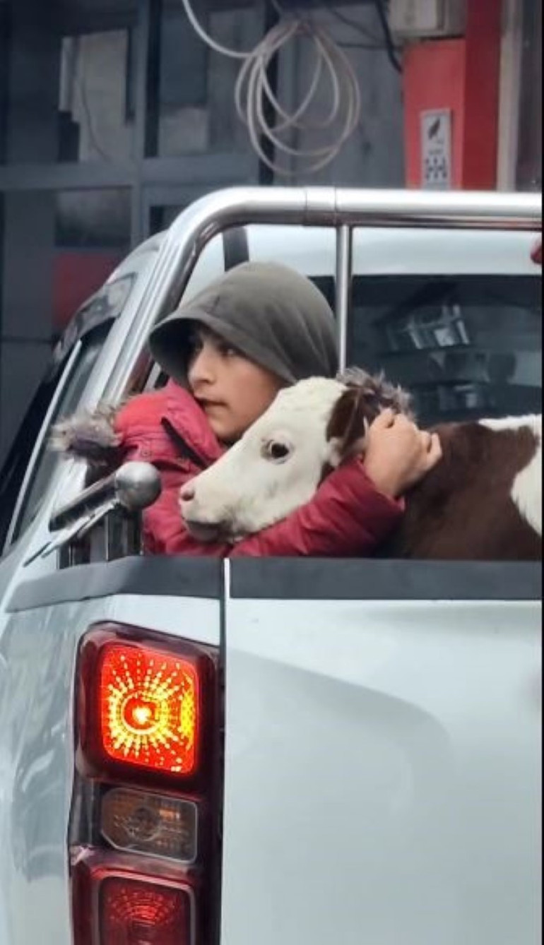 Buzağısı korkmasın diye kamyonette sarıldı