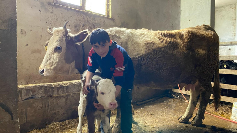 Buzağısı korkmasın diye kamyonette sarıldı