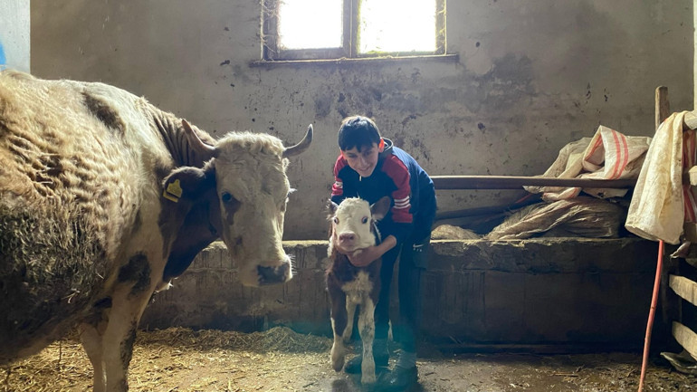 Buzağısı korkmasın diye kamyonette sarıldı