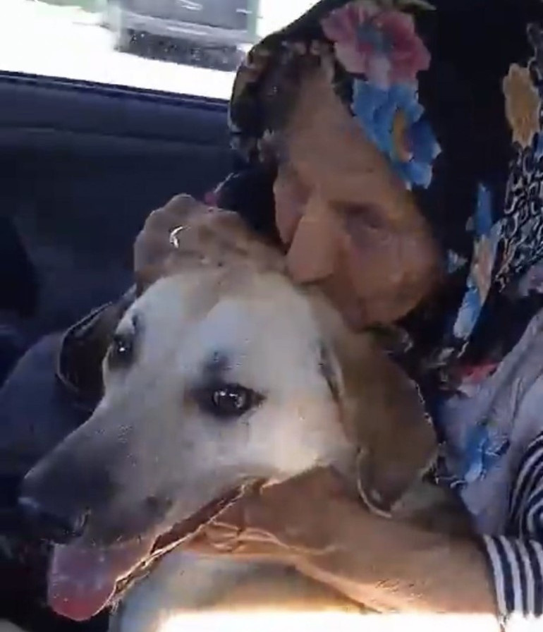 Necla Teyzenin köpekleri sahipsiz bırakılmadı... Bambam Ülker Güleryüzün mezarının başından ayrılmadı