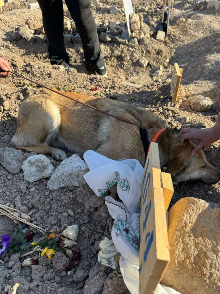 Necla Teyzenin köpekleri sahipsiz bırakılmadı... Bambam Ülker Güleryüzün mezarının başından ayrılmadı