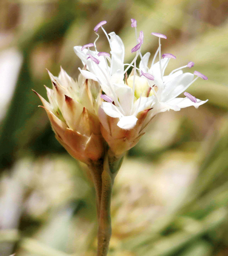 Okulda dinozorlar, okyanusta yeni mikroplar