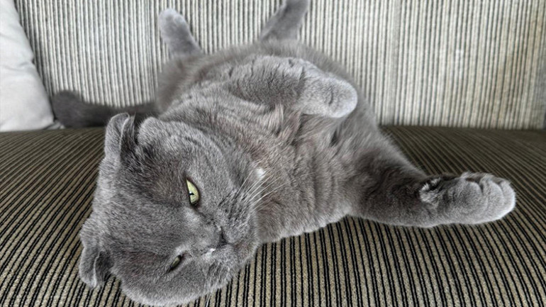 Trump aynı Ceyar gibi değil mi