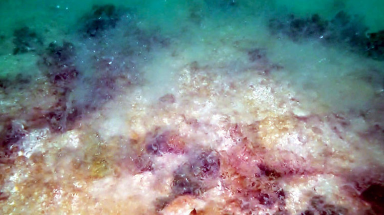 Dalgıç görüntüledi: Müsilaj dibe indi