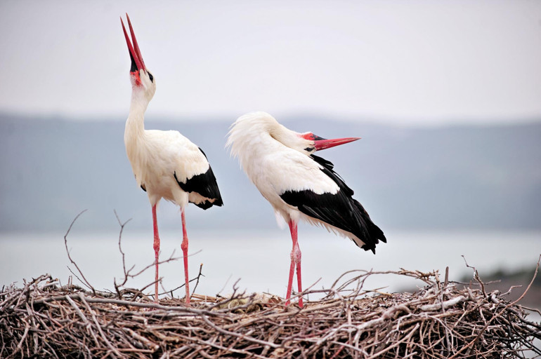 Leylek köyüne Yaren akını