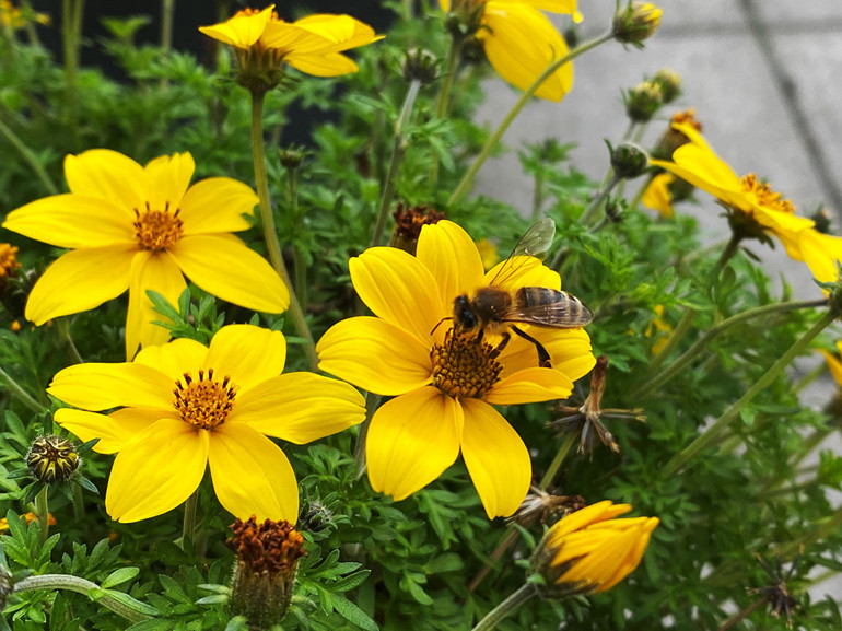 Arıcılık kültürünü koruyalım