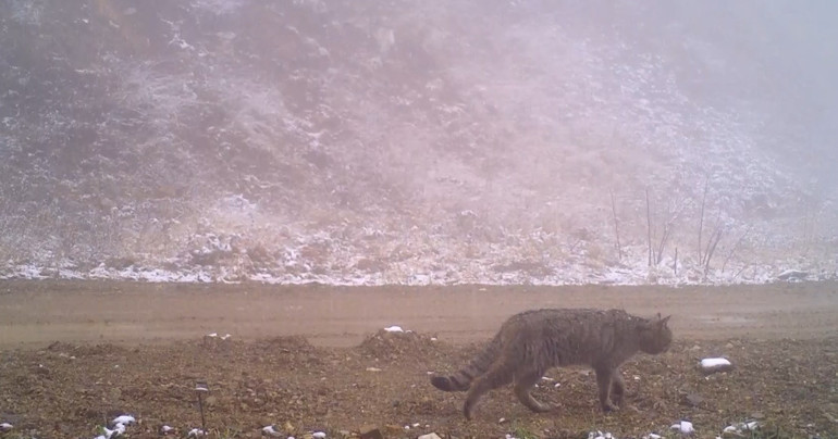 Nesli azalan hayvanlar listesinde yer alan yaban kedisi, Bursa’da fotokapana yakalandı
