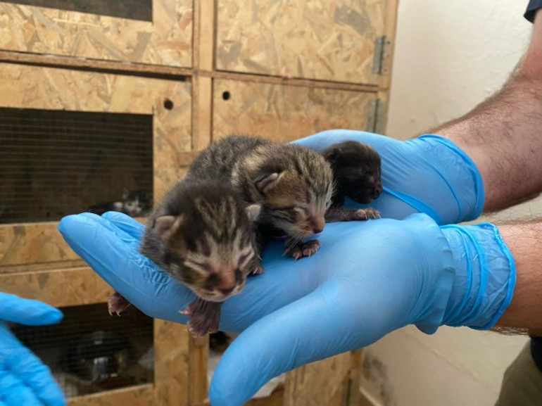 Ses duyunca fark ettiler: Geri dönüşüm merkezinde pres makinesine gideceği sırada bulundu... Personeli duygulandıran olay