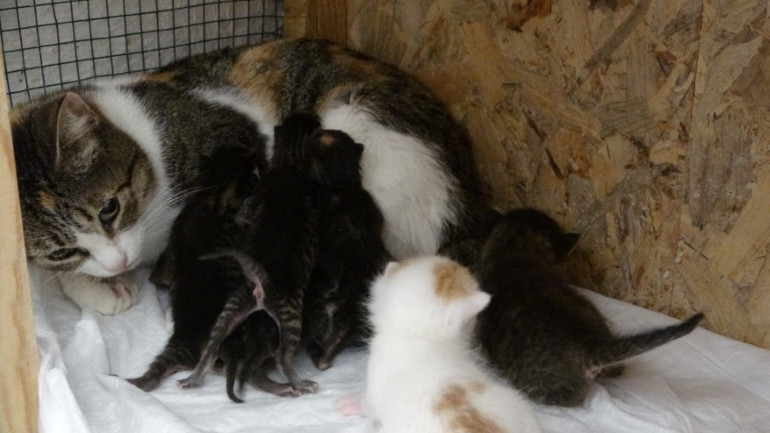 Ses duyunca fark ettiler: Geri dönüşüm merkezinde pres makinesine gideceği sırada bulundu... Personeli duygulandıran olay