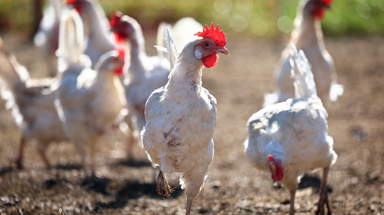 Almanya’da yumurta tüketimi rekor kırdı