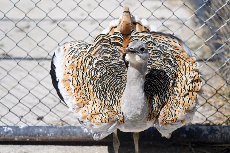 Uçmaktan bitkin düştü