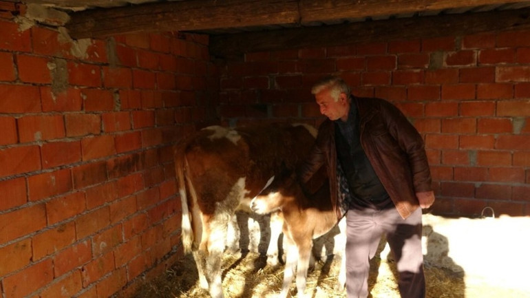 Yol kenarında bitkin bulunca ineklerinin yanına yerleştirdi; daha sonra ahıra girince şaşkına döndü