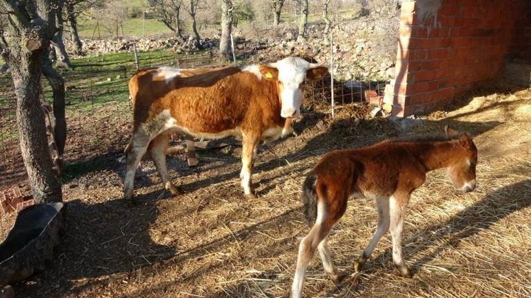 Yol kenarında bitkin bulunca ineklerinin yanına yerleştirdi; daha sonra ahıra girince şaşkına döndü