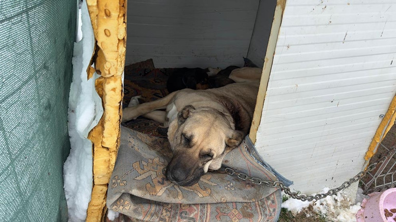 Belçika kurtları Sivaslıya emanet