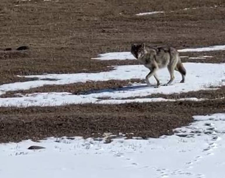 Karlı arazide yalnız başına ilerliyordu... Ardahanda bir sürücü fark etti, hemen kayda aldı
