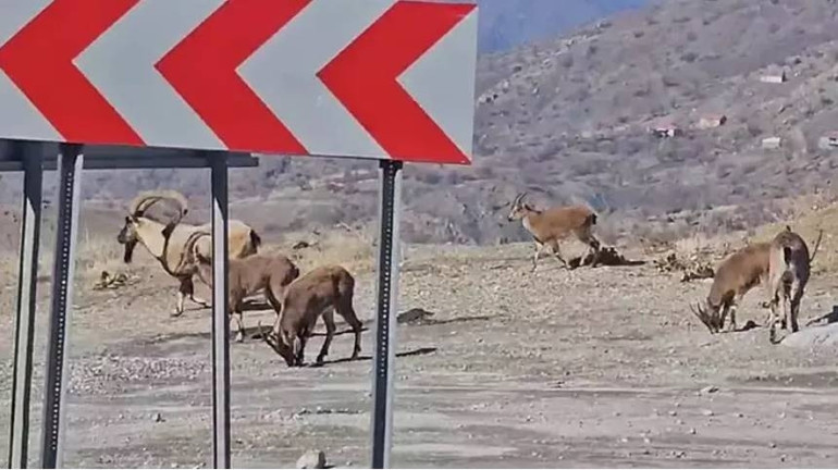 Karlı arazide yalnız başına ilerliyordu... Ardahanda bir sürücü fark etti, hemen kayda aldı