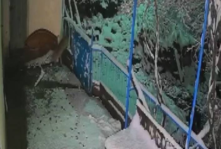 Elazığdaki hırsız çakal kamerada: Bir evin balkonuna girip çaldı