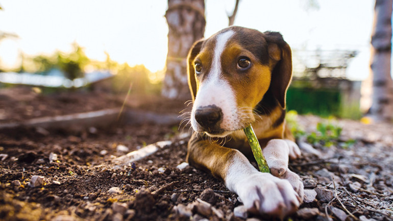 Onların yediklerine de aynı özeni gösteriyoruz