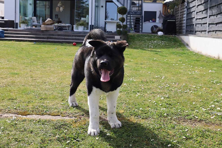 Almanya’da köpek vergileri 2025 yılında arttı