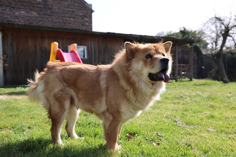 Almanya’da köpek vergileri 2025 yılında arttı