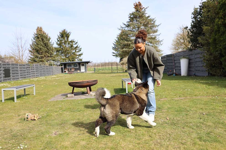 Almanya’da köpek vergileri 2025 yılında arttı
